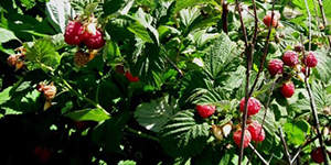 Raspberries