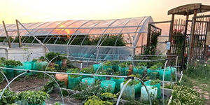 Plants in a greenhouse