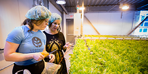 People working plants under grow lights