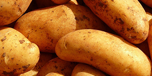 Potatoes