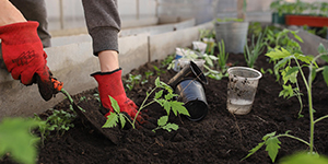 Hands planting in a garden