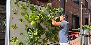 Man working on a farm wall