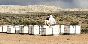 Man working in bee hives