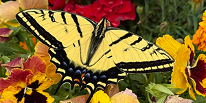 Butterfly on flowers