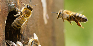Bees flying around a hole