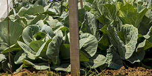 Lettuce