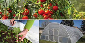 Collage of tomatoes, high tunnel and hand planting vegetables