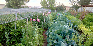 Flowers and produce growing in a garden