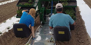 Man and woman seated and planting from a tractor