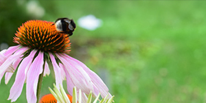 Bee on coneflower