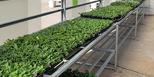 Plants in a greenhouse