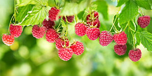 Raspberries