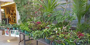 Plants sale