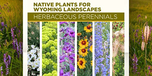 UW Extension Perennial Flowers and Plants for Wyoming Landscapes publication cover