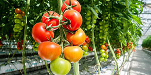Tomatoes growing on the vine