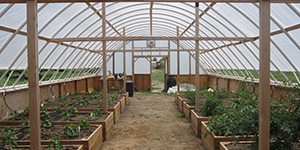 Plants growing in a greenhouse