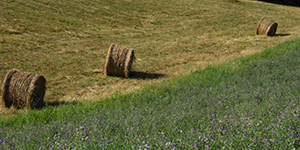 Hay field