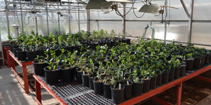 Plants growing in a greenhouse