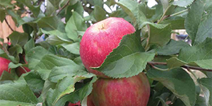 Apples growing on a tree
