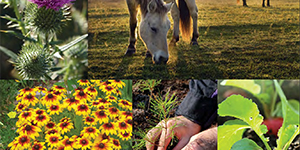 Collage of horses, blanket flowers and hands planting a seedling