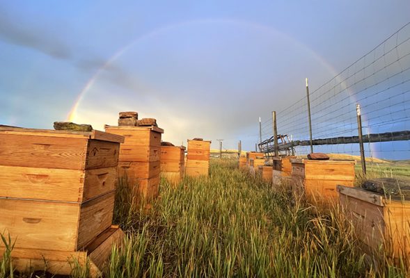 Bee boxes in a field.