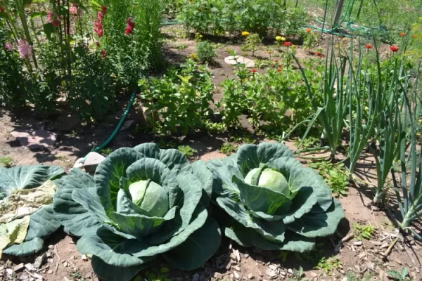 Albany County Fair Vegetables