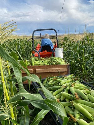 Harvesting corn