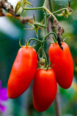 Red tomatoes on the vine