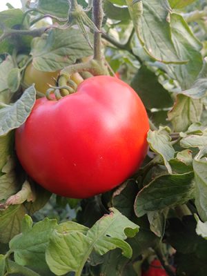 Tomato growing on the vine