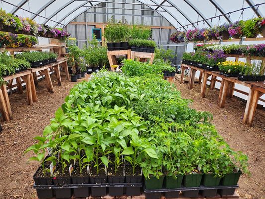 Plants in a greenhouse