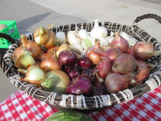 Potatoes, onions, and garlic in a bowl.