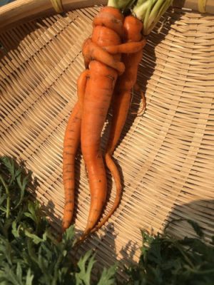 Carrots intertwined