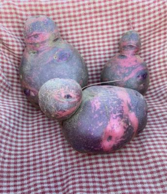 Purple potatoes