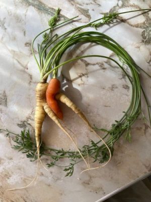 Carrots intertwined