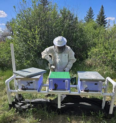 Man working with bees and bee hives.