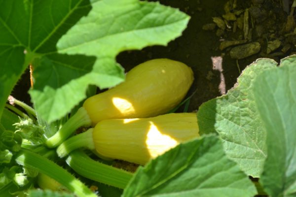 Yellow squash growing on a green vine