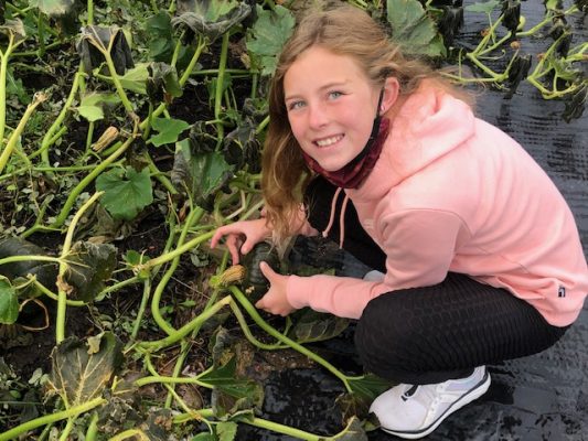Child checking pumpkin vine