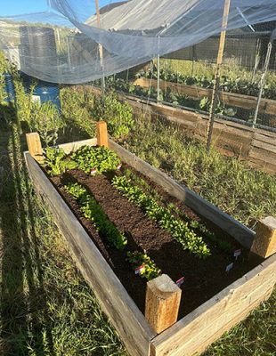 Raised garden beds