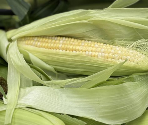 Ear of corn