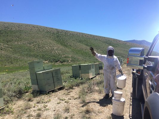 Man waving next to bee boxes