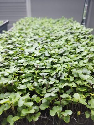 Microgreens