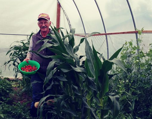 Man with plants in a greenhouse