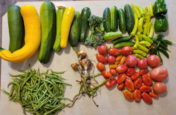 Variety of garden produce including squash, beans, tomatoes, and onions