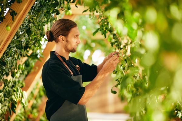 Man working in greenhouse