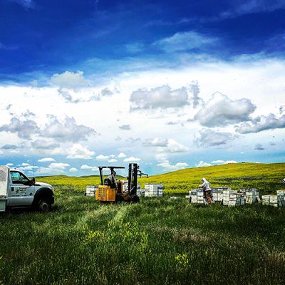 Loader working with bee hives