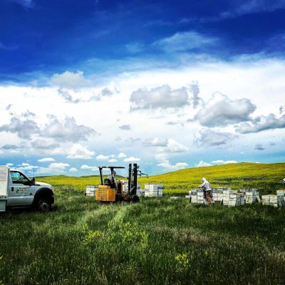 People working with bees and bee hives.