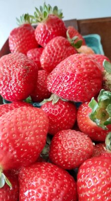 Bud Dog Ranch 2-500h Strawberries