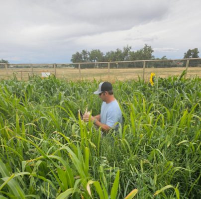 Man working in a corn field