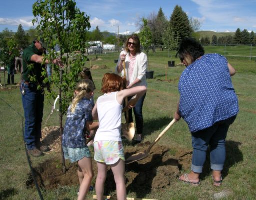 Buffalo Community Orchard 1-500h People planting trees