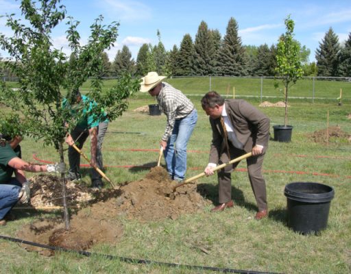 Buffalo Community Orchard 2-500h People planting trees